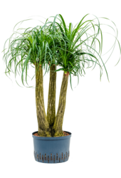 Hydroplant Beaucarnea Recurvata