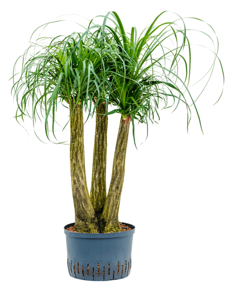 Hydroplant Beaucarnea
