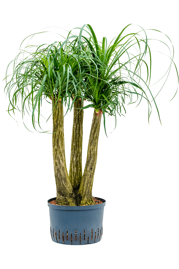 Hydroplant Beaucarnea Recurvata