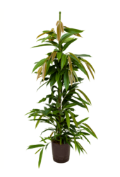 Hydroplant Ficus Binnendijkii Amstel King