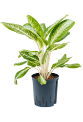Hydroplant Aglaonema Milky Way
