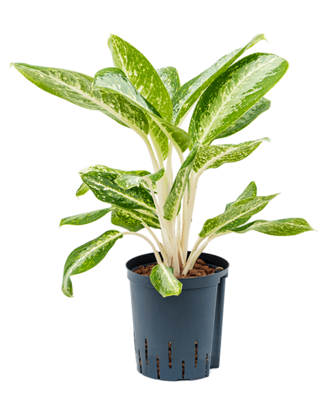 Hydroplant Aglaonema