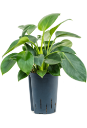 Hydroplant Philodendron Green Princess