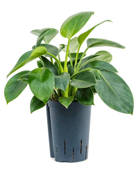 Hydroplant Philodendron