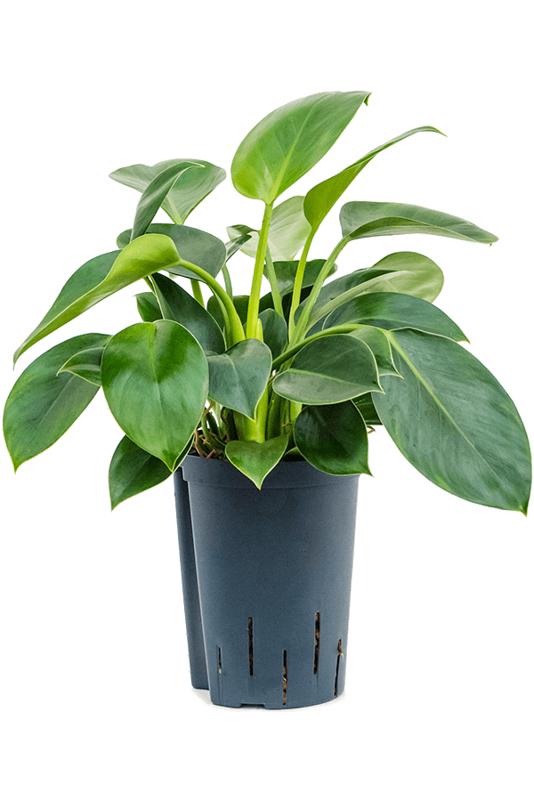 Hydroplant Philodendron Green Princess