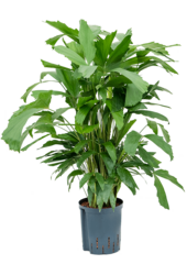 Hydroplant Caryota Mitis