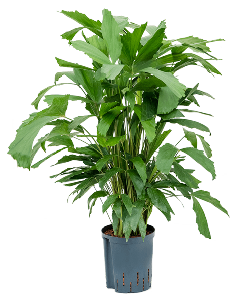 Hydroplant Caryota