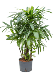 Hydroplant Rhapis Excelsa