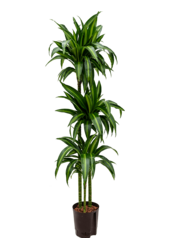 Hydroplant Dracaena Fragrans Hawaiian Sunshine