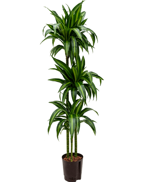 Hydroplant Dracaena