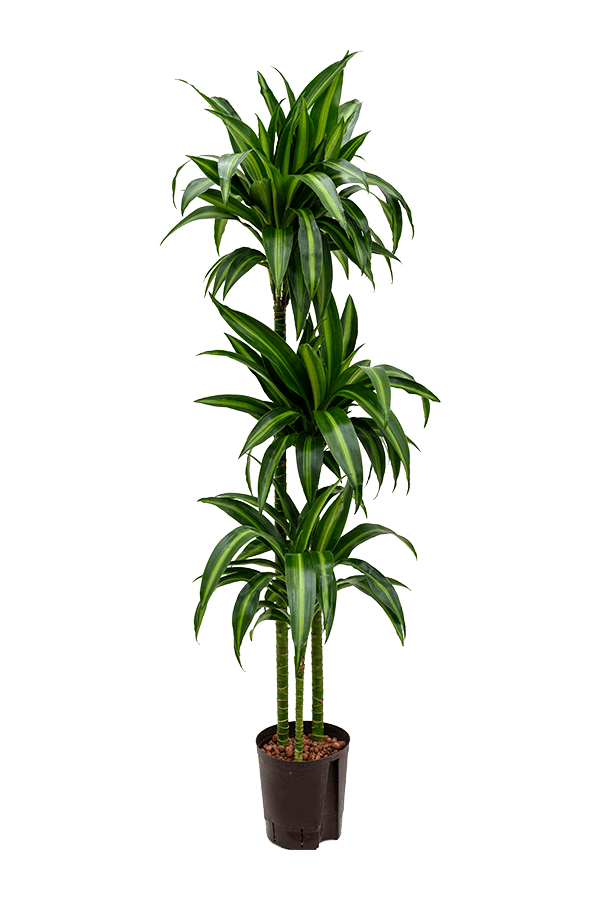 Hydroplant Dracaena Fragrans Hawaiian Sunshine