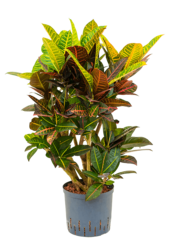 Hydroplant Croton (Codiaeum) Variegatum Petra