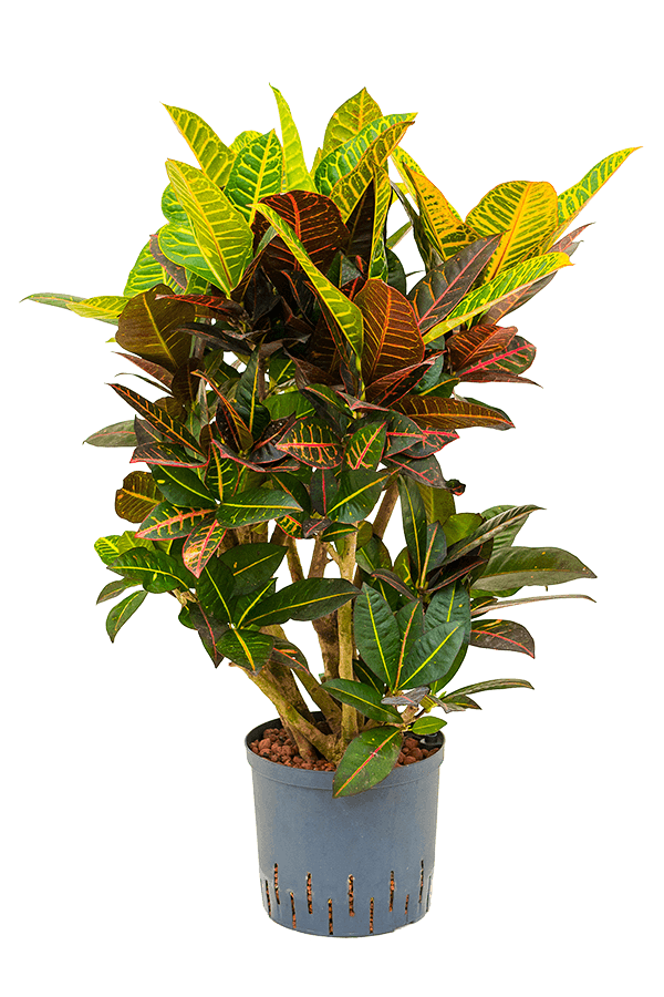 Hydroplant Croton (Codiaeum) Variegatum Petra