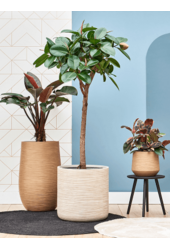 Baq Dune Darcy Braun Beige