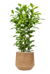 Baq Dune Darcy Braun Beige