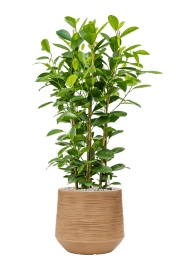 Baq Dune Darcy Braun Beige