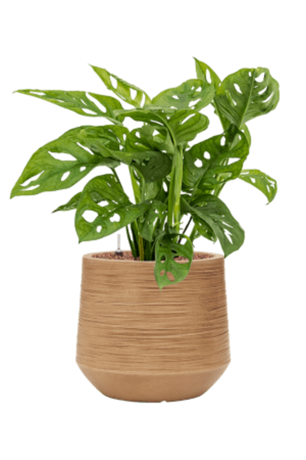 Baq Dune Darcy Braun Beige