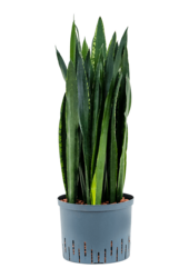Hydroplant Sansevieria Trifasciata Black Tiger