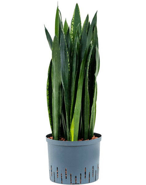 Hydroplant Sansevieria