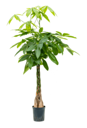 Hydropflanze Pachira Aquatica
