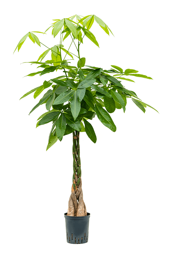 Hydropflanze Pachira Aquatica