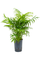 Hydroplant Chamaedorea Elegans