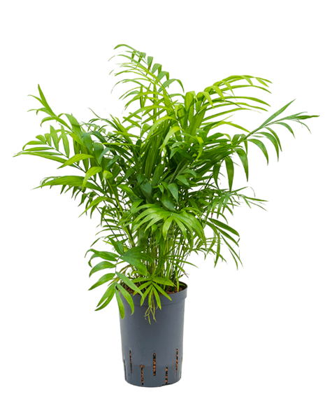 Hydroplant Chamaedorea