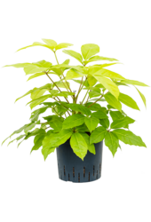 Hydroplant Schefflera Actinophylla Golden Amate