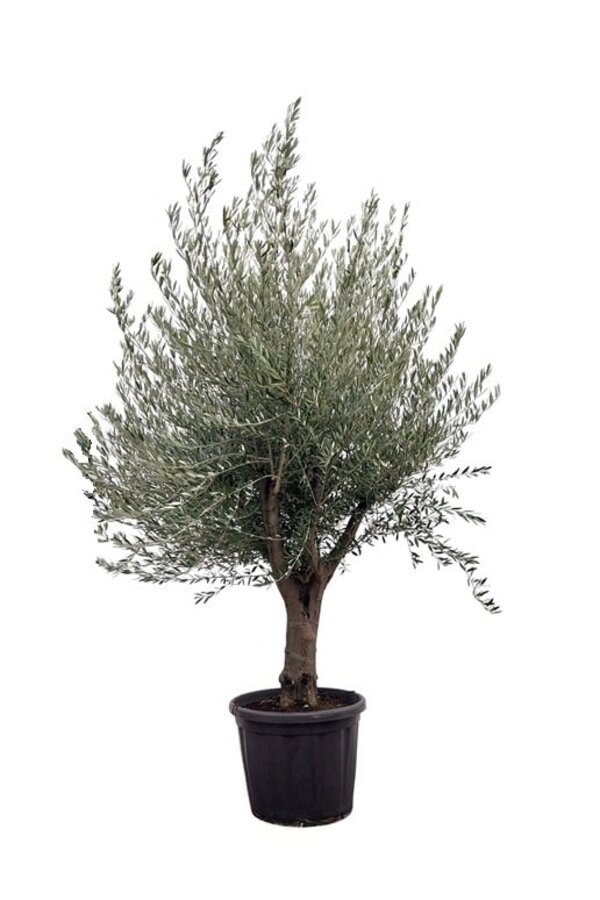 Olivenbaum Olea Dicker Stamm Kingsize