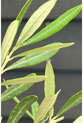 Olivenbaum Olea Dicker Stamm Kingsize