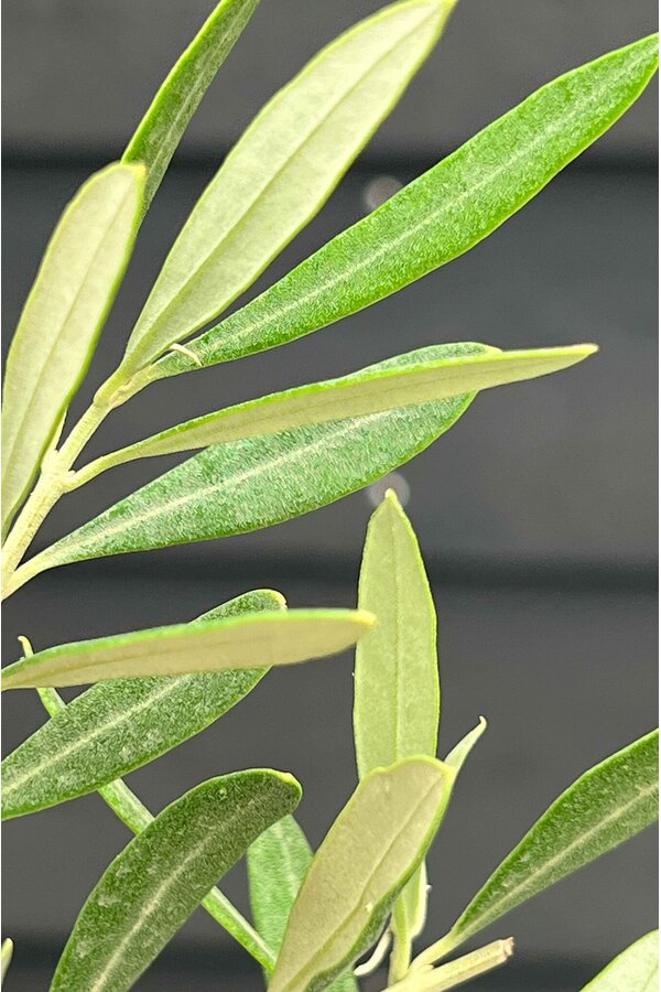 Olivenbaum Olea Dicker Stamm Kingsize