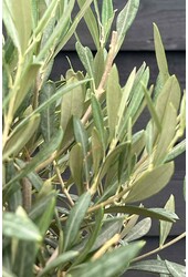 Olivenbaum Olea Dicker Stamm Kingsize