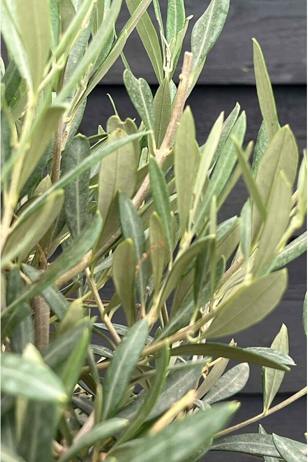 Olivenbaum Olea Dicker Stamm Kingsize