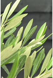 Olivenbaum Olea Dicker Stamm Kingsize