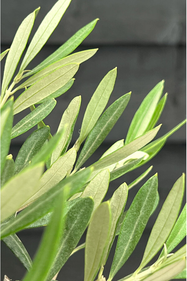 Olivenbaum Olea Dicker Stamm Kingsize