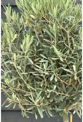 Olivenbaum Olea Dicker Stamm Kingsize