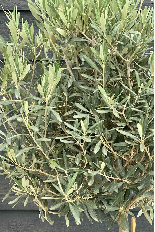 Olivenbaum Olea Dicker Stamm Kingsize