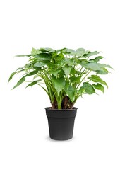 Alocasia cucullata L.