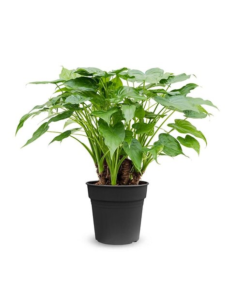 Alocasia