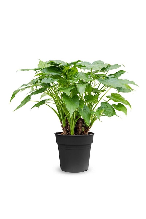 Alocasia cucullata L.