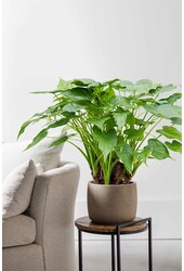 Alocasia cucullata L.