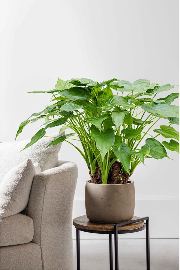 Alocasia cucullata L.