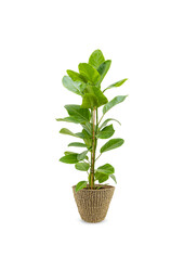 Ficus altissima Yellow Gem im Jip-Topf