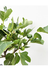 Ficus Carica Feigenbaum L
