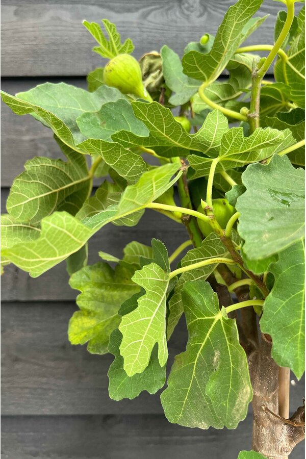 Ficus Carica Feigenbaum L
