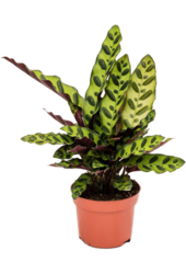 Calathea Insignis