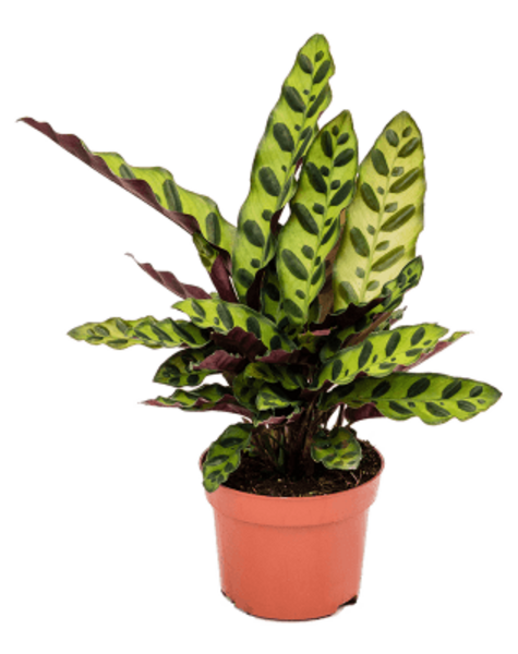 Calathea