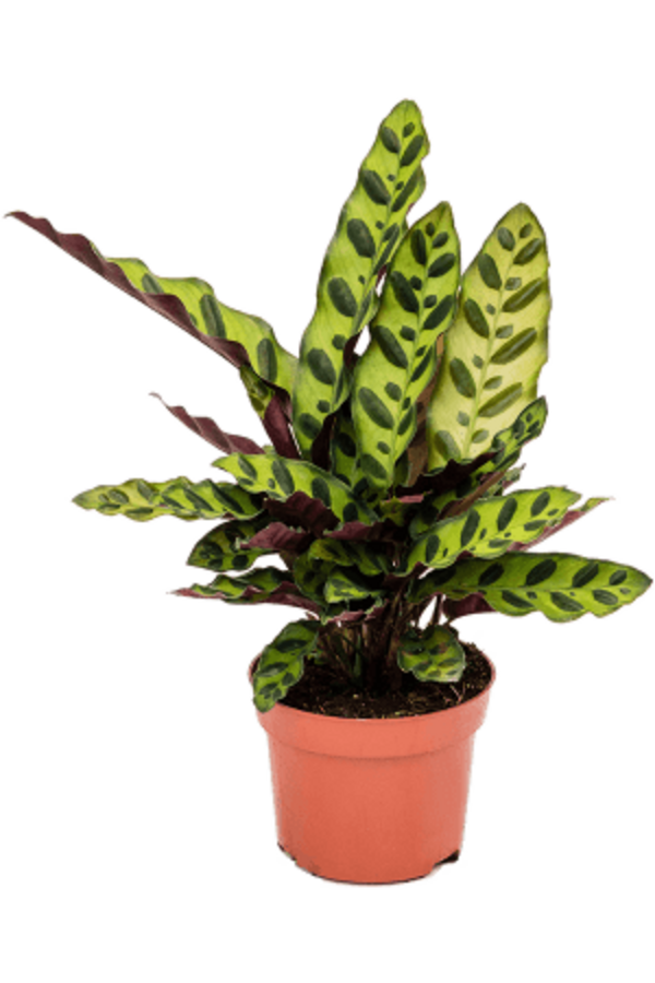 Calathea Insignis