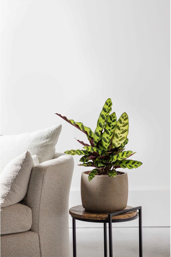 Calathea Insignis