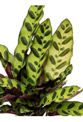 Calathea Insignis